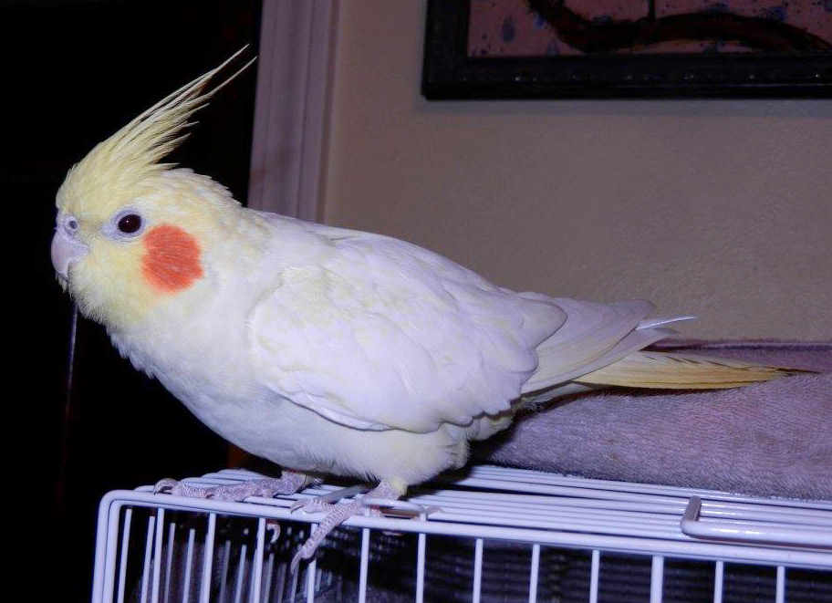 white cockatiel