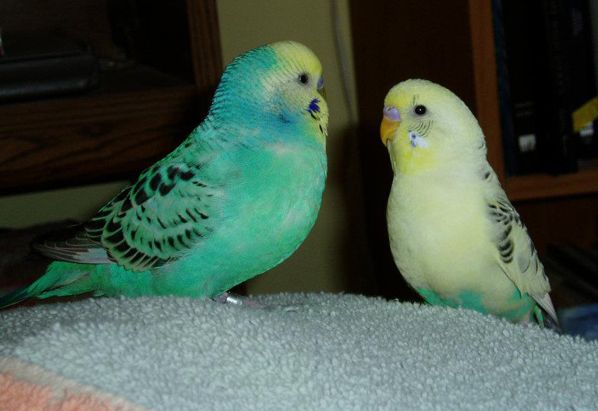 two parakeets