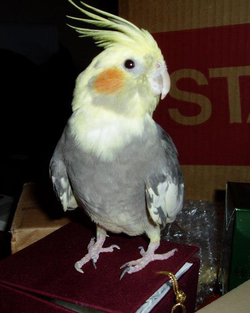 yellowcockatiel