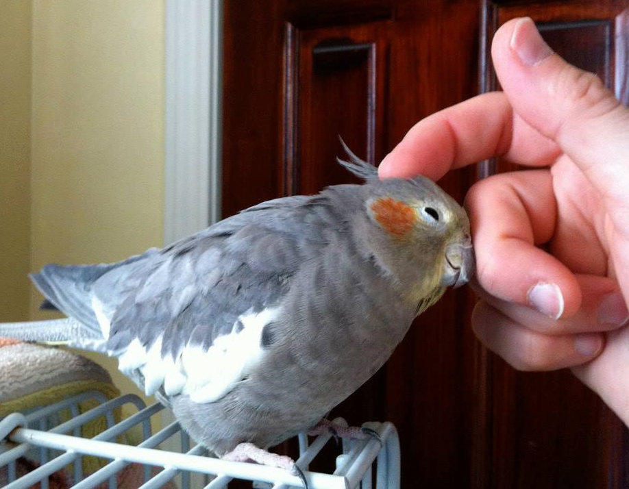 patting cockatiel