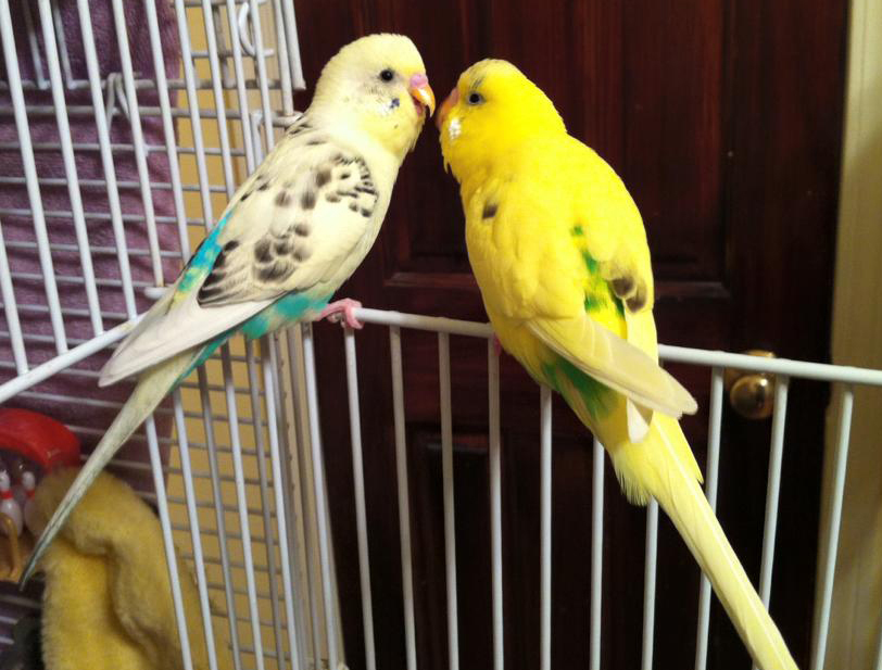 talking parakeets